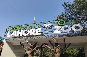 Young Learners' Visit To The Zoo